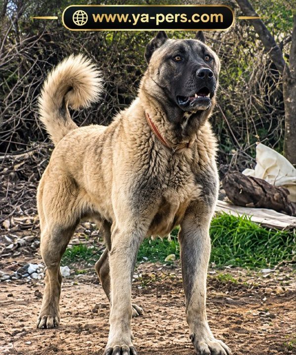 Сараби — Persian Mastiff, гигантская собака из Ирана